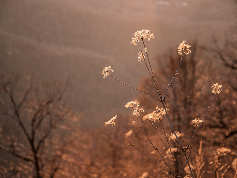 Drying Flowers